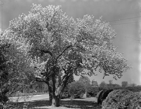  Tree in blossom with Dominion Observatory in background. 